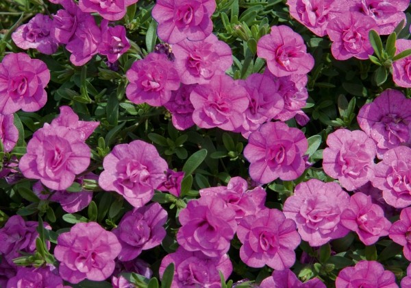 Calibrachoa hybrida PortuCal Double Pink