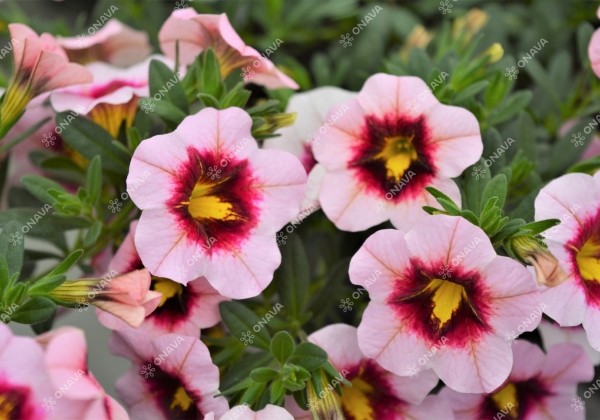 Calibrachoa hybrida PortuCal Patio Pink Eye (XXL)