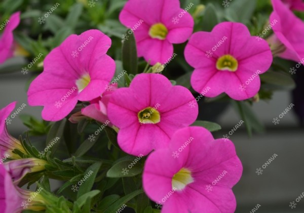Calibrachoa hybrida PortuCal Patio Pink (12 cm)