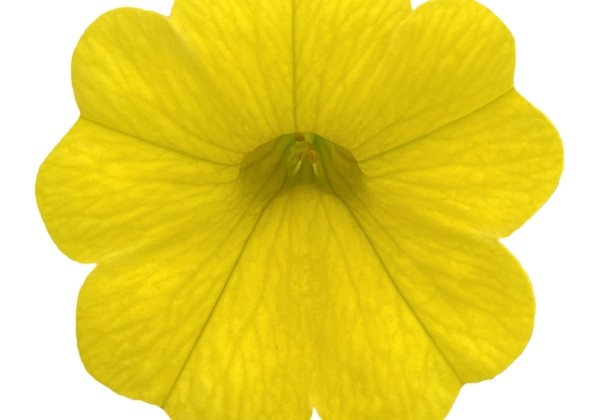 Calibrachoa hybrida PortuCal Patio Yellow