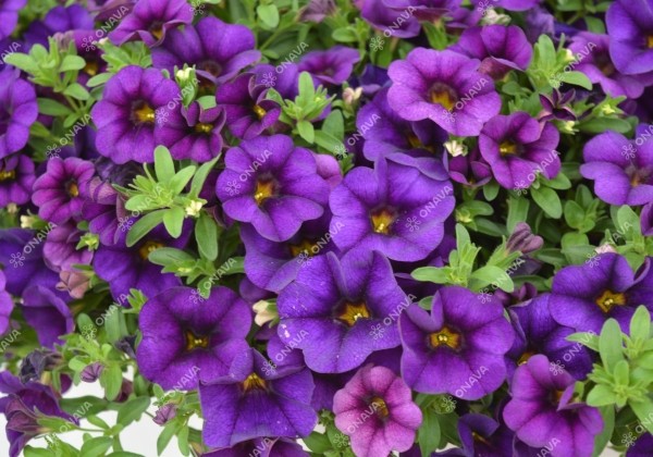 Calibrachoa hybrida PortuCal Patio Blue