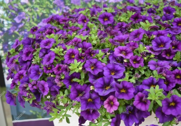 Calibrachoa hybrida PortuCal Patio Blue (12 cm)
