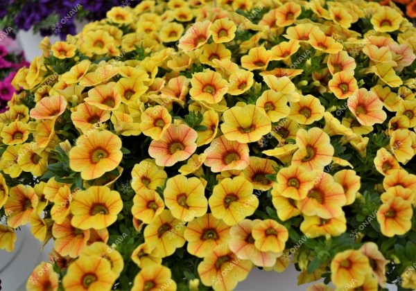 Calibrachoa hybrida PortuCal Patio Yellow Red (12 cm)