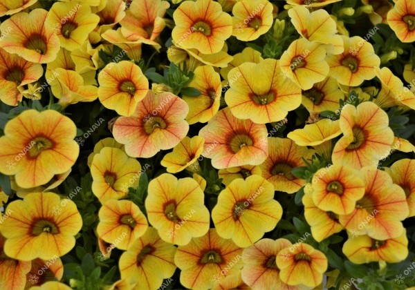 Calibrachoa hybrida PortuCal Patio Yellow Red (12 cm)