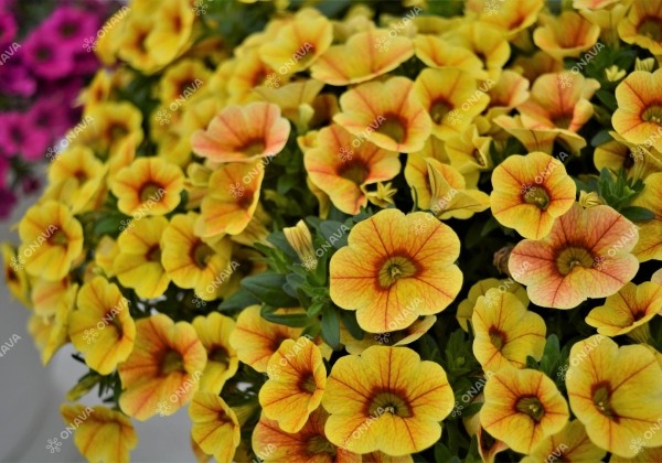 Calibrachoa hybrida PortuCal Patio Yellow Red (12 cm)