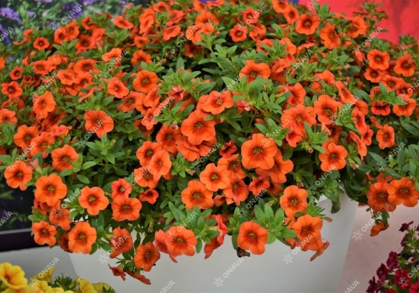 Calibrachoa hybrida PortuCal Patio Orange (12 cm)
