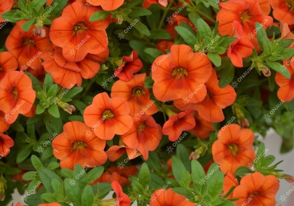 Calibrachoa hybrida PortuCal Patio Orange (12 cm)