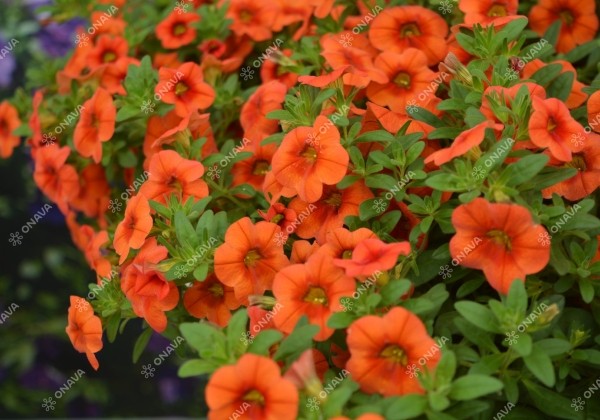 Calibrachoa hybrida PortuCal Patio Orange (12 cm)