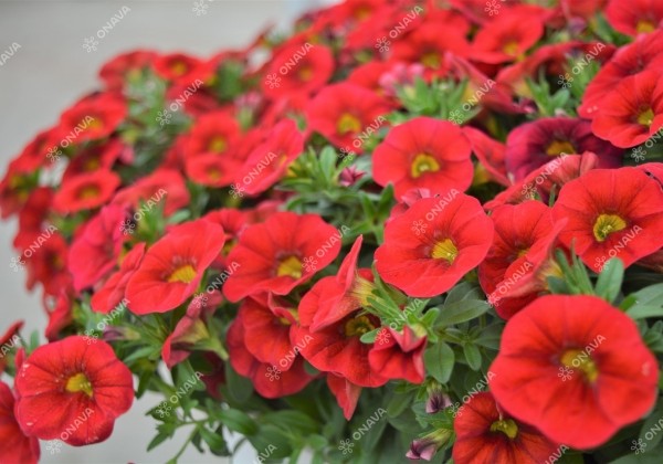 Calibrachoa hybrida PortuCal Patio Red