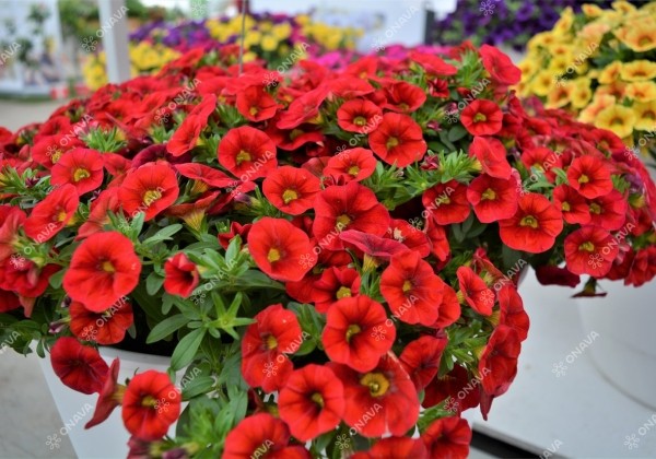 Calibrachoa hybrida PortuCal Patio Red