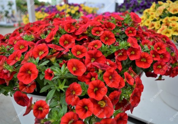 Calibrachoa hybrida PortuCal Patio Red (XXL)