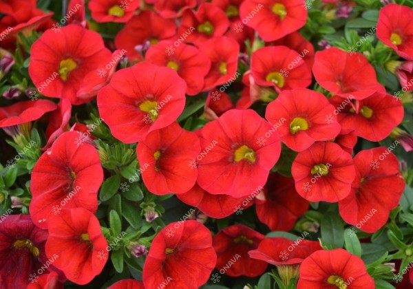 Calibrachoa hybrida PortuCal Patio Red (12 cm)