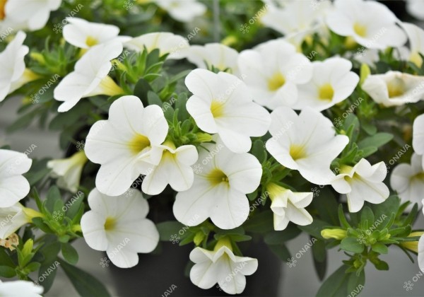 Calibrachoa hybrida PortuCal Patio White (12 cm)