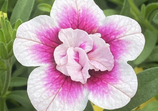Calibrachoa hybrida PortuCal Double Pink Eye (12 cm)