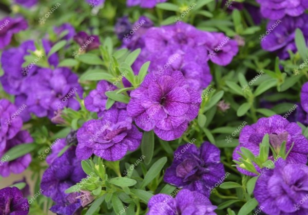 Calibrachoa hybrida PortuCal Double Blue