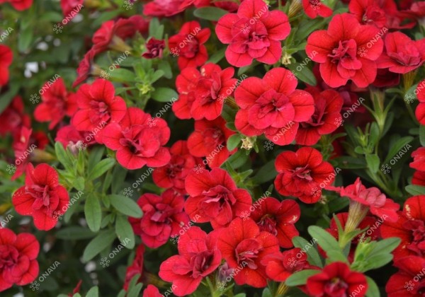 Calibrachoa hybrida PortuCal Double Red (XXL)