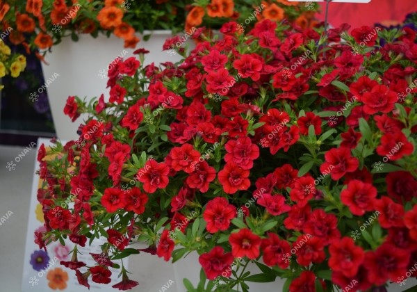 Calibrachoa hybrida PortuCal Double Red (12 cm)