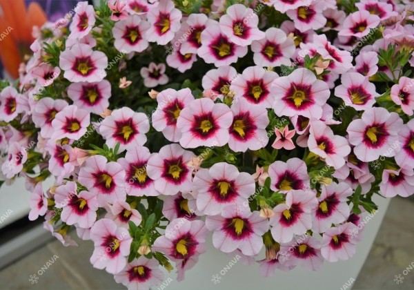 Calibrachoa hybrida PortuCal Trailing Purple Eye (12 cm)