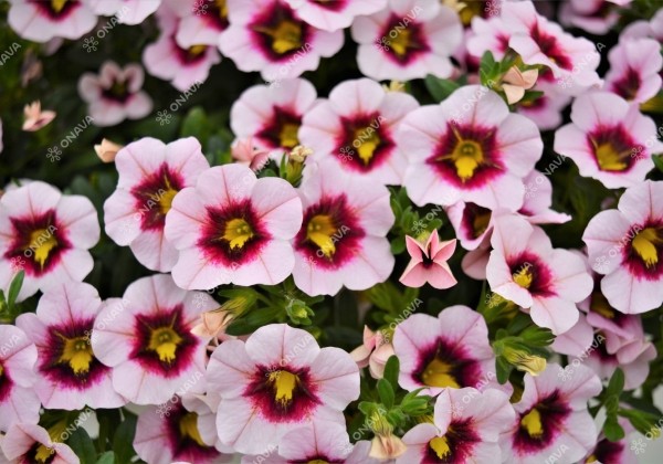 Calibrachoa hybrida PortuCal Trailing Purple Eye (12 cm)