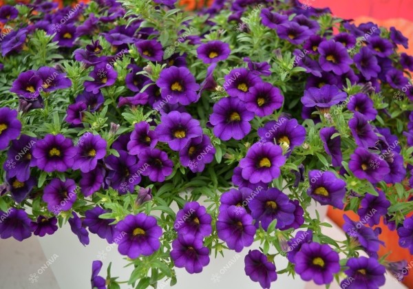 Calibrachoa hybrida PortuCal Trailing Blue (12 cm)