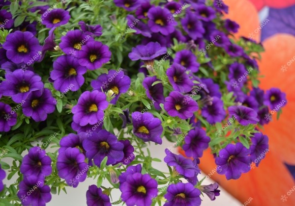 Calibrachoa hybrida PortuCal Trailing Blue (12 cm)