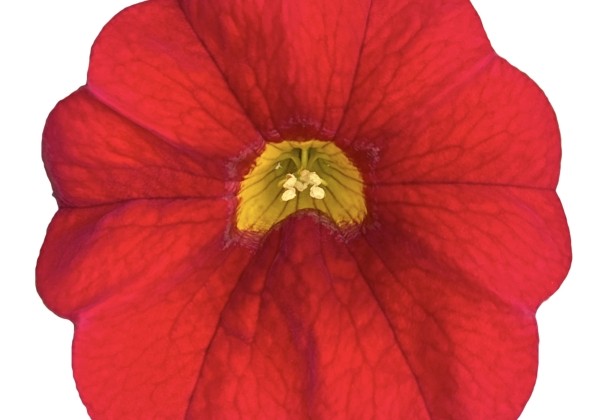 Calibrachoa hybrida PortuCal Trailing Red (XXL)