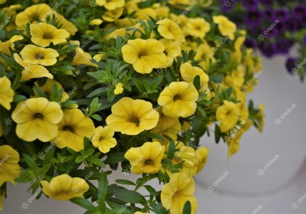 Calibrachoa hybrida PortuCal Trailing Yellow (12 cm)
