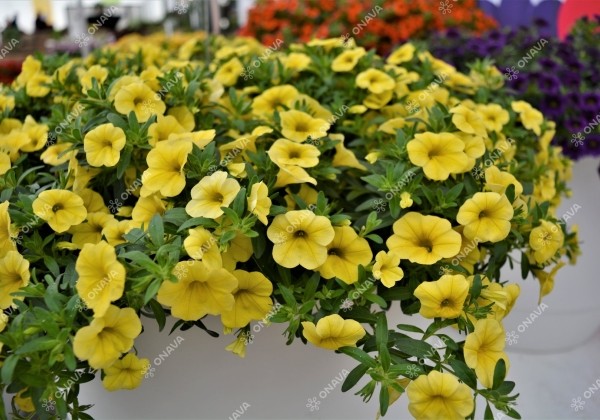 Calibrachoa hybrida PortuCal Trailing Yellow (12 cm)