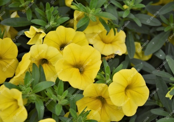 Calibrachoa hybrida PortuCal Trailing Yellow (12 cm)