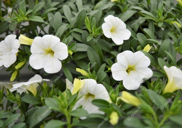 Calibrachoa hybrida PortuCal Trailing White (12 cm)