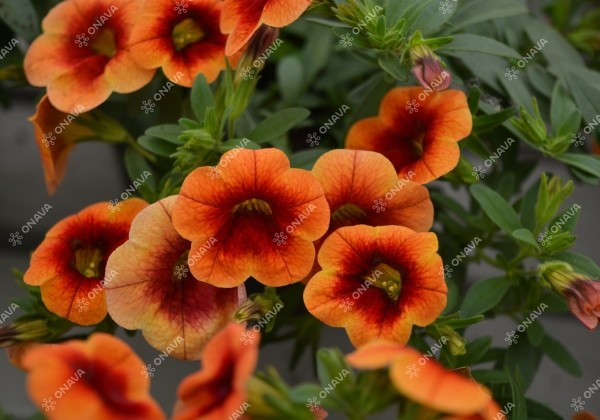 Calibrachoa hybrida PortuCal Trailing Orange Red (12 cm)