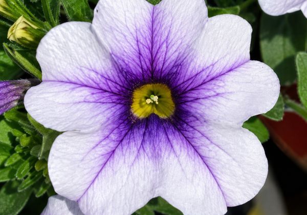 Calibrachoa hybrida PortuCal Patio Blue Vein (12cm)