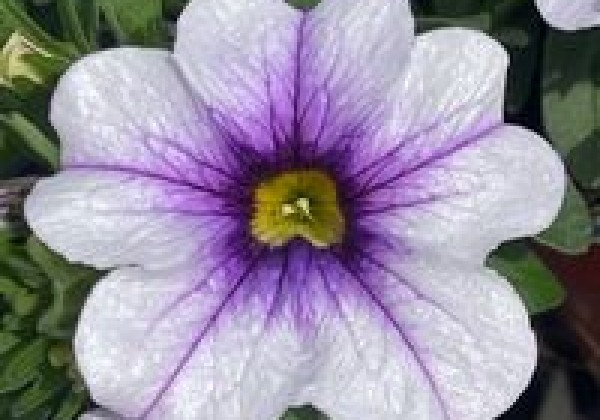 Calibrachoa hybrida PortuCal Patio Blue Vein (12cm)