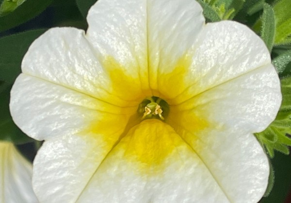 Calibrachoa hybrida PortuCal Patio Lemon-White (12 cm)