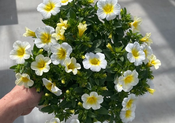 Calibrachoa hybrida PortuCal Patio Lemon-White (12 cm)
