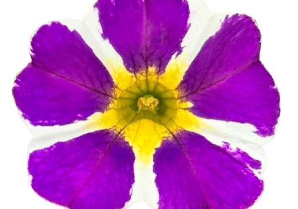 Calibrachoa hybrida PortuCal Patio Bicolor Blue (12 cm)