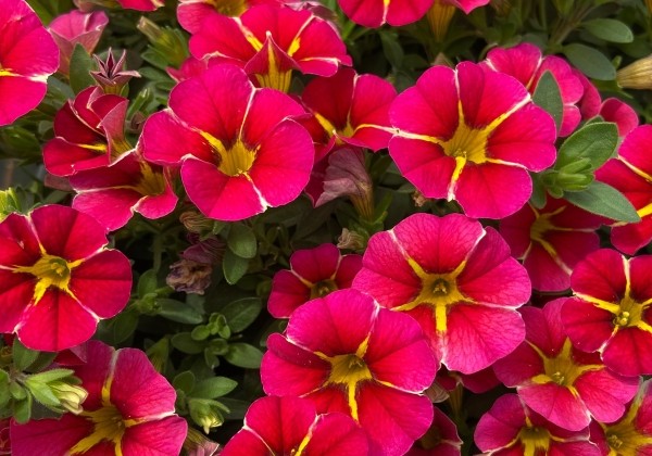 Calibrachoa hybrida PortuCal Patio Bicolor Cherry (12 cm)