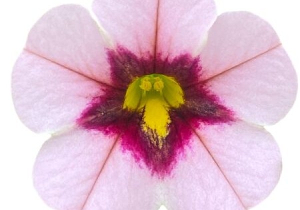 Calibrachoa hybrida PortuCal Double Pink Purple Eye (12cm)