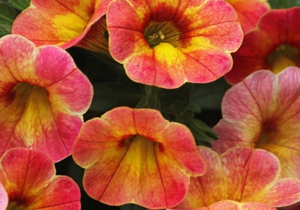 Calibrachoa hybrida Chameleon Atomic Orange (12cm)