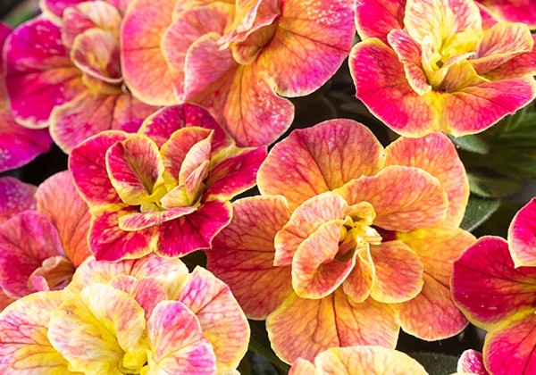 Calibrachoa hybrida Chameleon Double 4 Desert Rose (12 cm)
