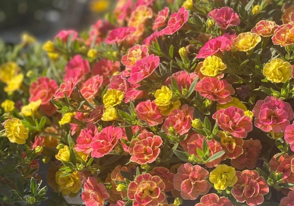 Calibrachoa hybrida Chameleon Double 4 Desert Rose (12 cm)