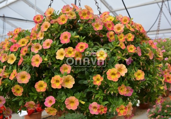 Calibrachoa hybrida Chameleon Sunshine Berry