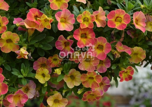 Calibrachoa hybrida Chameleon Sunshine Berry (12cm)