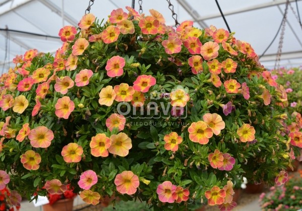 Calibrachoa hybrida Chameleon Sunshine Berry (XXL)