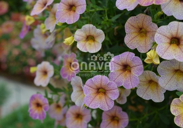 Calibrachoa hybrida Chameleon Blueberry Scone (12cm)