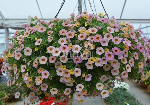 Calibrachoa hybrida Chameleon Blueberry Scone (12cm)