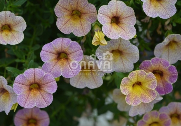 Calibrachoa hybrida Chameleon Blueberry Scone (12cm)