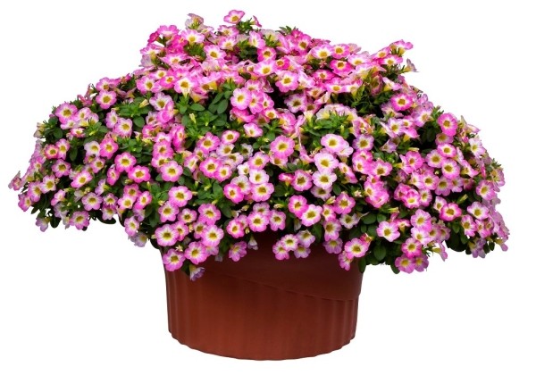 Calibrachoa hybrida Chameleon Starlet Pink (12cm)