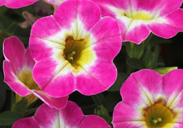 Calibrachoa hybrida Chameleon Starlet Pink (12cm)
