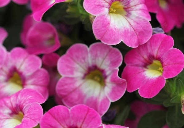 Calibrachoa hybrida Chameleon Pink Diamond (12 cm)